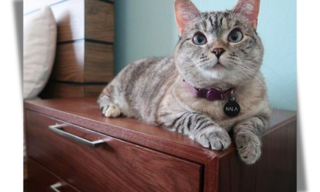 Meet Nala Cat: The Instagram Star with a Ton of Fo - Tymoff